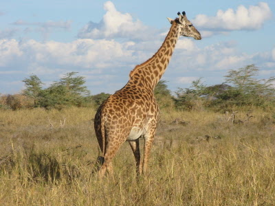 Giraffe