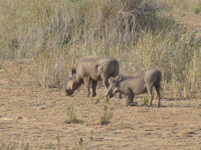Warzenschwein (Kenia Express nennen es die Einheimischen)