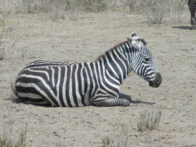 Zebra