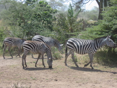 Patrizias geliebte zebras