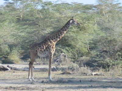 Giraffe