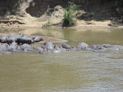 Hippos