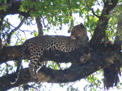 Leopard (einer von 2 in der Masai Mara), welch ein Glck